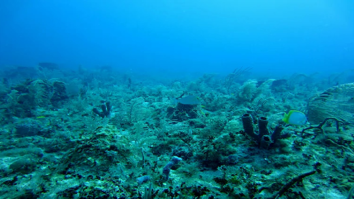 Dark Oxygen A Deep Sea Discovery That Has Split Scientists