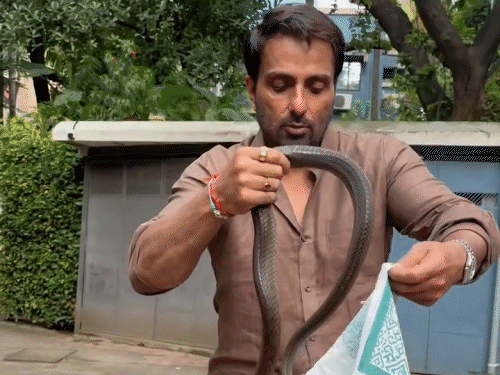 A snake was found in Sonu Sood’s society, actor rescued see video here | सोनू सूद की सोसाइटी में निकला सांप: एक्टर ने खुद रेस्क्यू किया, बोले- इसे जंगल में छोड़कर आएंगे, फैंस ने की जमकर तारीफें